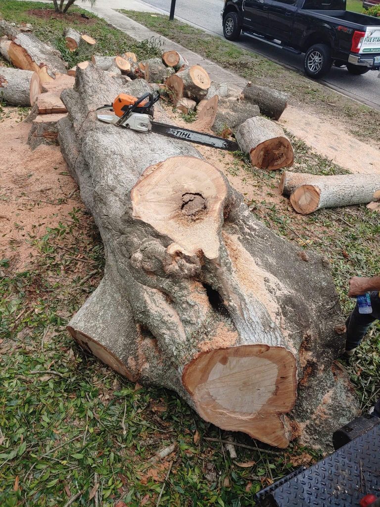 Tree Removal Sarasota County, FL